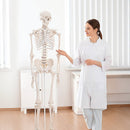 Human Skeleton Anatomical Model 180cm-5