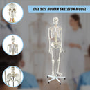 Human Skeleton Anatomical Model 180cm-8