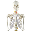 Human Skeleton Anatomical Model 180cm-4
