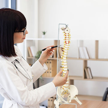 Life Size Flexible Spine Pelvis & Femur Model – Anatomical Skeleton Display - 0