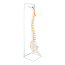 Life Size Flexible Spine Pelvis & Femur Model – Anatomical Skeleton Display-9