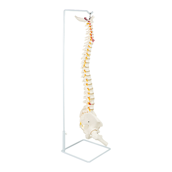 Life Size Flexible Spine Pelvis & Femur Model – Anatomical Skeleton Display