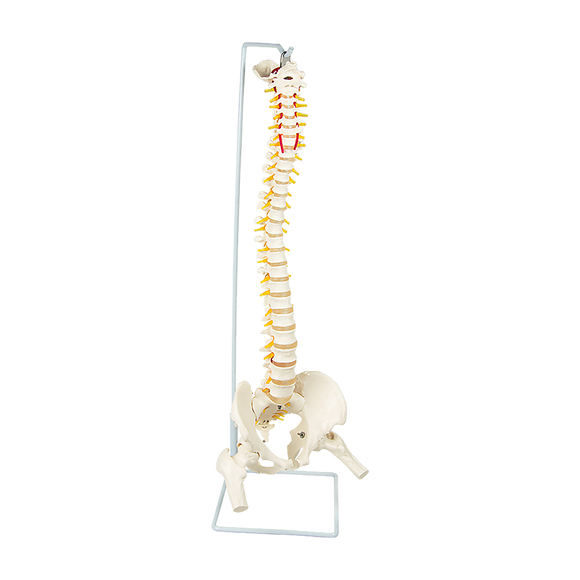 Life Size Flexible Spine Pelvis & Femur Model – Anatomical Skeleton Display