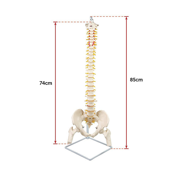 Life Size Flexible Spine Pelvis & Femur Model – Anatomical Skeleton Display