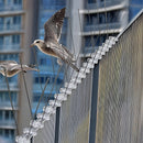 20x 50cm Bird Spike S304 wire Spikes Eaves Pigeon Gull Starling 10M-12