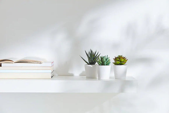 3 Pack of Artificial Succulent Potted Plants in White Plastic 6cm Pot Interior Decoration - RnR Galore