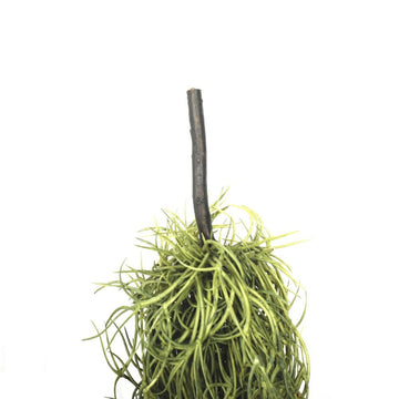 Artificial Air Plant Spanish Moss - Old Man Beard 60cm - RnR Galore