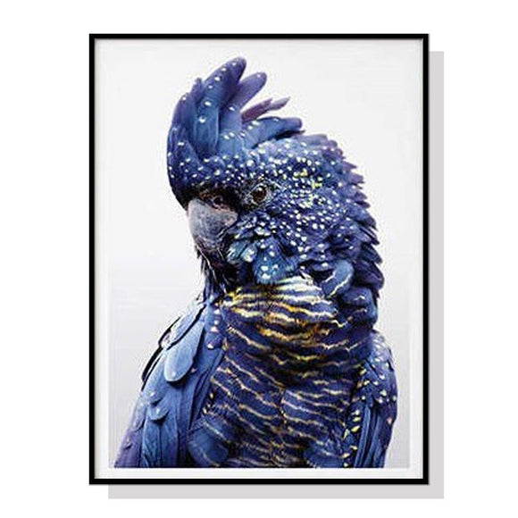 Wall Art 60cmx90cm Black Cockatoo A Black Frame Canvas - RnR Galore